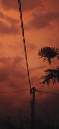 sunset sky orange red clouds silhouette palm treelines powerlines tropical minimal nature dramatic evening