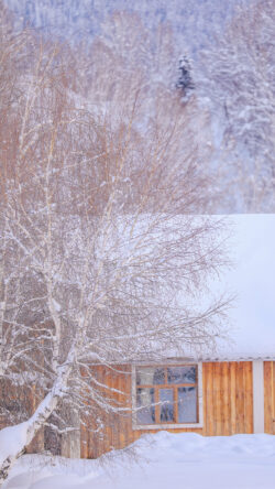 winter snow cabin forest birch tree cold weather rural nature house wooden seasonal frosty scenery tranquil