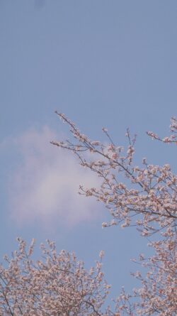 cherryblossom flowers pink blue sky clouds spring nature minimal pastel softfocus vertical blooming abstract