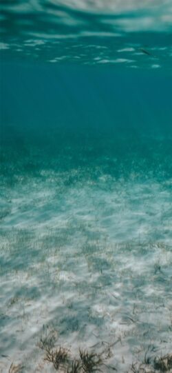 underwater sea ocean sand seabed seagrass turquoise blue minimal nature diving scuba tropical clearwater background