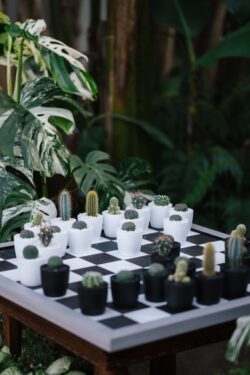 cactus chess succulents creative design nature gaming board plants monstera greenery indoor garden concept art unique miniature aesthetic