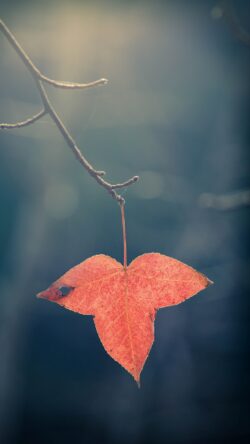autumn leaf maple leaf red leaf nature photography fall season backlit leaf botanical outdoor scenery woodland moody nature natural texture seasonal change landscape details forest floor