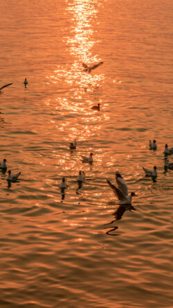 golden sunset seagulls on water water reflection sparkling water orange glow dusk scene sea birds fiery water shimmering surface nature and light warm evening tranquil scene water ripples bird phot