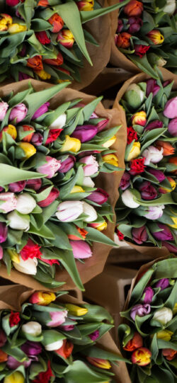 tulips flower bouquet floral market spring colorful gift nature fresh blooms romance wedding decoration botanical bright