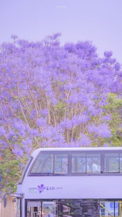 jacaranda purple flowers bus publictransport city street blooming spring travel pastel tree urban nature