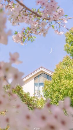 cherryblossom sakura house crescentmoon spring nature flowers greenery pastel suburban idyllic architecture soft