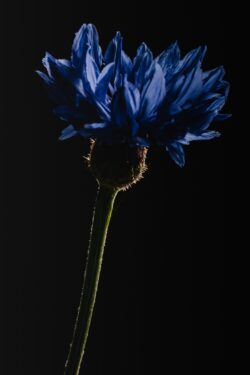 blue flower cornflower floral nature botany dark background low key lighting macro petal stem elegant minimal bloom shadow