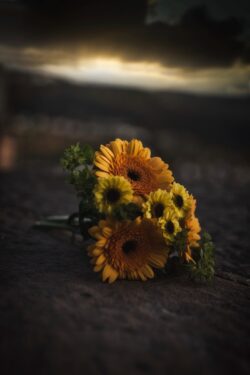sunflower gerbera dark moody still life yellow flowers bouquet low key lighting contrast minimal texture nature dramatic close up