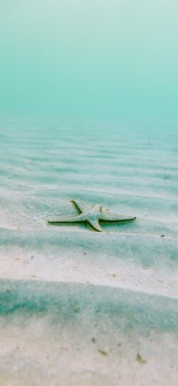starfish on sand underwater shot clear ocean sandy seabed tranquil scene light blue water marine animal sea floor texture beach element shallow water ocean life echinoderm serene view nautical min