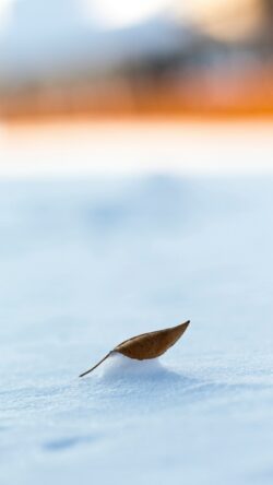 winter landscape snowy field dry leaf minimalist nature cold weather serene scenery minimal aesthetic outdoor winter photography peaceful nature solitude macro snow composition soft lighting
