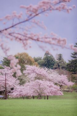 cherry blossom sakura park spring pink flowers nature japanese trees green grass outdoor garden blossoming aesthetic soft