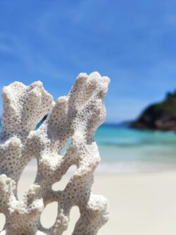 white coral sea beach tropical ocean nature summer vacation marine life travel coastline sunlight holiday closenup caribbean blue sky