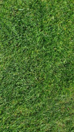 grass texture green lawn close up nature field turf minimal vibrant summer background detail outdoor fresh natural