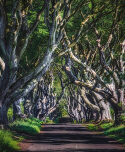 dark hedges trees beech forest ireland nature tunnel road mystical game of thrones ancient woods shadows enchanted foggy foliage