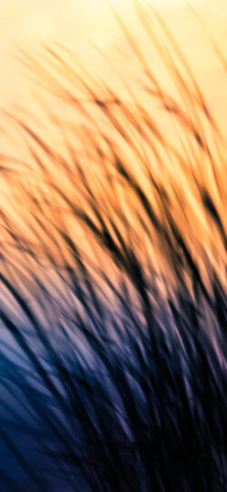 grass sunset blurred motion bokeh abstract nature warm light field meadow evening summer soft orange background