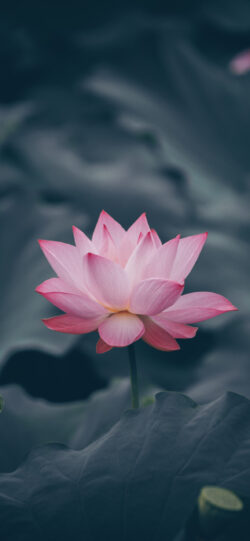 pink lotus flower bloom water lily pad green foliage dark moody botanical close up nature vibrant contrast calm serene