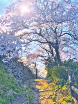 cherry blossom sakura spring path pink flowers sunlight garden nature blooming trees scenic walkway peaceful park romantic scenery bright outdoor