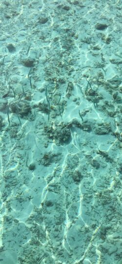 shallow water turquoise water needlefish sandy bottom sunlight reflection clear ocean marine life sea grass tropical beach underwater view Maldives coral fragments sunlit seabed snorkeling view li