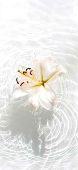 white lily water ripple floating flower purity clean zen nature liquid surface spa tranquility elegant botanical white