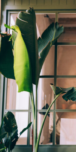 bird of paradise plant indoor houseplant home decor modern interior greenery natural light tropical leaves minimal living botanical fresh foliage biophilic design