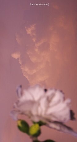 flower white carnation pink sky sunset clouds pastel minimal softfocus moody nature delicate romantic vertical