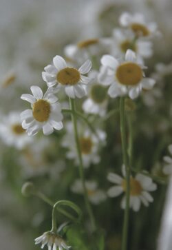 chamomile flowers daisy macro close up water drops white yellow green nature botanical soft focus minimal bright