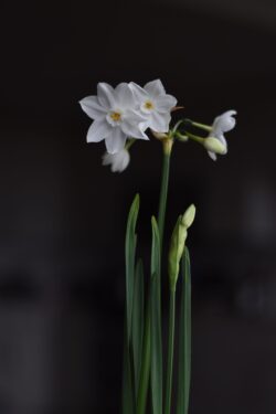 daffodil flower white narcissus stilllife darkbackground minimal botanical nature indoor bud stem bloom delicate