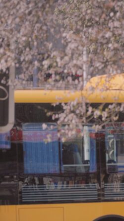 bus publictransport cherryblossom flowers pink yellow city street spring blur urban nature abstract vintage