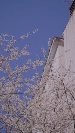 cherry blossom white spring flowers building architecture blue sky minimal clean modern nature blooming contrast simple outdoor
