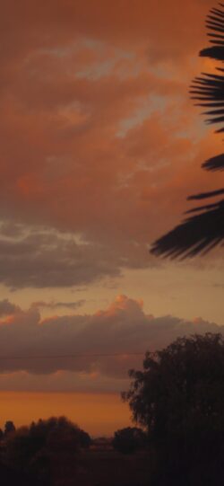 sunset sky dramatic clouds orange red silhouettes palm trees dusk evening nature warm tropical atmospheric beautiful twilight