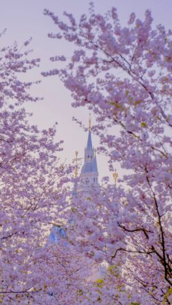 cherryblossom sakura pink flowers church cathedral spring architecture japan paris pastel blooming nature romantic urban