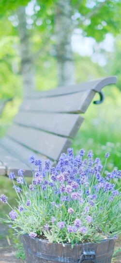 lavender flowers bench park summer garden purple green nature pottedplant wood peaceful outdoor blurredbackground