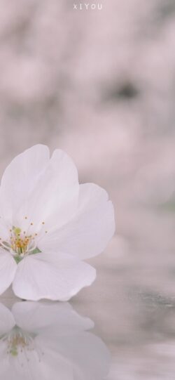 cherry blossom sakura white flower spring nature macro soft focus minimal zen peaceful floral petal botanical bright clean