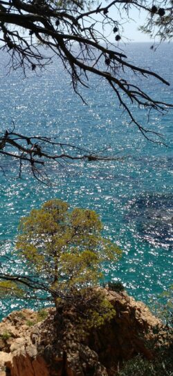 sea ocean turquoise sparkling water pine tree coast cliffs nature scenic summer vibrant travel mediterranean