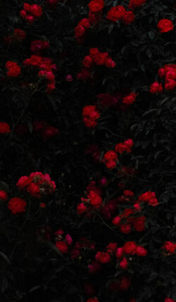 red roses dark aesthetic floral flowers garden romance nature deep red blooms botanical moody background shadows elegant petals