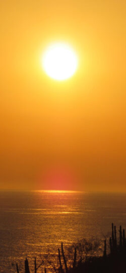 sunset cactus desert ocean orange sky dusk silhouette horizon nature warm golden hour scenery evening coast