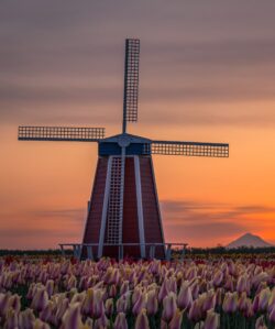 windmill tulips flowers sunset dusk netherlands farm nature garden spring scenic scenery colorful orange sky silhouette