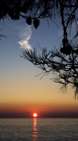 sunset ocean pine tree silhouette sea horizon golden hour calm water tranquility meditation nature pine cones dusk evening view relaxing