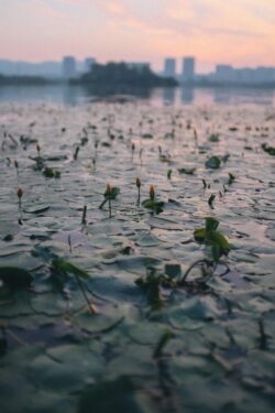 lotus lake lily pads sunset city skyline water nature pond dusk twilight reflection serenity urban nature misty peaceful