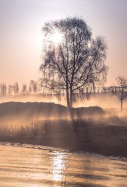 misty sunrise foggy morning landscape nature tree silhouette sunlight golden hour river bank serene peaceful morning mist atmospheric outdoor