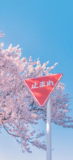 sakura cherryblossom japan stopsign blue sky spring pink cute kawaii blooming flowers minimal pastel