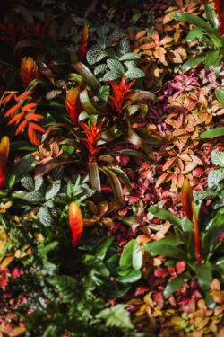 tropical plants indoor garden bromeliad fittonia nerve plant nature wallpaper greenery botanical houseplants exotic foliage vibrant leaves urban jungle biophilic design home decor