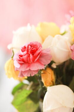 flowers roses carnations pink floral bouquet soft focus nature romance delicate blossom spring petal decoration elegant