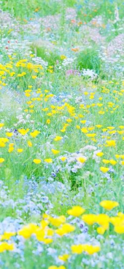 wildflowers field yellow green nature spring summer blooming meadow pastel soft focus minimal vibrant