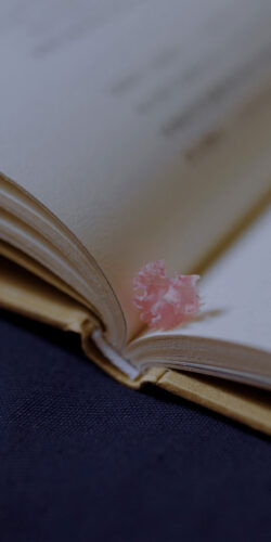 open book flower petal soft focus reading vibe peaceful literature study aesthetic pastel pink calm mood poetry romantic wallpaper