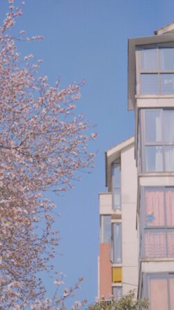 cherry blossom pink tree apartment building blue sky spring minimal architecture blooming clean vibrant outdoor nature